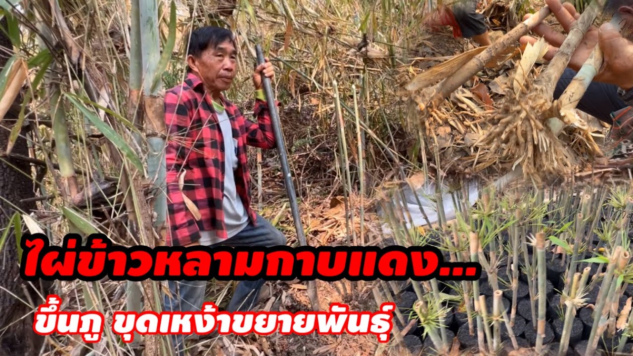 ไผ่ข้าวหลามกาบแดง…ขึ้นภูขุดเหง้า ไปขยายพันธุ์…