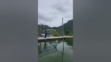 Vlogs 28 Báo cá - Hồ Câu Minh Ngọc 0828152222 Thôn Khúc Giản, Xã An Tiến, Huyện An Lão, Hải Phòng