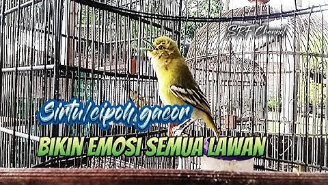 SIRTU/CIPOH GACOR BIKIN EMOSI SEMUA LAWAN!... COBA DAN BUKTIKAN