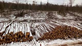 Вырубка у д. Борняки (Гагаринский район Смоленской области, 21.11.2018)