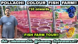 கலர் மீன் பண்ணையை சுற்றி பார்க்கலாம் வாங்க! | Guppy fish farm in Coimbatore | Covai Colour fish farm