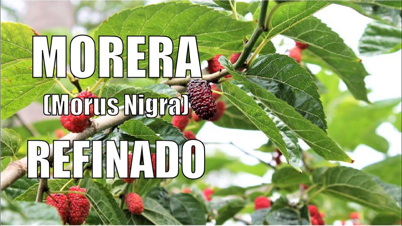 MORERA (Morus Nigra) MANTENIMIENTO DE FORMACION