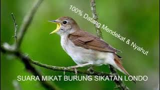 DIJAMIN DATANG...!!! SUARA BURUNG SIKATAN LONDO COCOK UNTUK MIKAT atau PIKAT