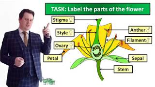 Flowers and Pollination - Biology - Key Stage 3 - Mr Deeping