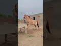 ماشاللہ ملک طاہر عرفان کا گھوڑا سوداگر نیزابازی کی دنیا کا ایک مشہور و معروف گھوڈا آپ کی نظر ماشاللہ ملک طاہر عرفان کا گھوڑا سوداگر نیزابازی کی دنیا کا ایک مشہور و معروف گھوڈا آپ کی نظر