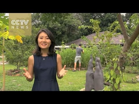 Singapore: From garden city to edible garden city Hqdefault