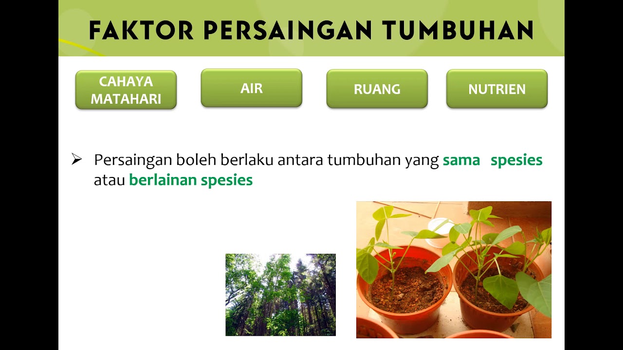 Interaksi Antara Tumbuhan Youtube