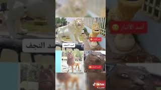 اغنيه رقصني يا حياتي ياقلبي  أشبع ضحك بس على أسد نينوى  