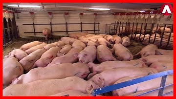 Modern Pork Farming Technology - Automatic Pork Cutting Line Machine - Pork Production Process