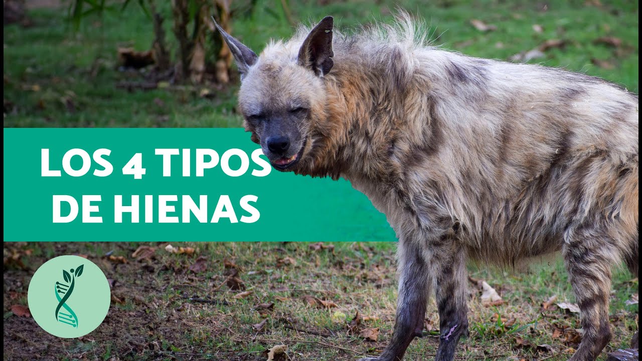 Todos los TIPOS de HIENAS (Hyaenidae) 🐺🦴 Características de las hienas