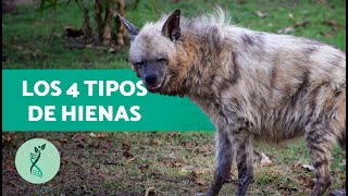 Todos Los Tipos De Hienas Hyaenidae Características De Las Hienas