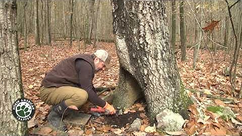 HOW TO MAKE NATURAL CUBBY SET ~ Coyote ~ Fox ~ Raccoon ~ Fisher ~ Bobcat Trapping