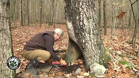 HOW TO MAKE NATURAL CUBBY SET ~ Coyote ~ Fox ~ Raccoon ~ Fisher ~ Bobcat Trapping