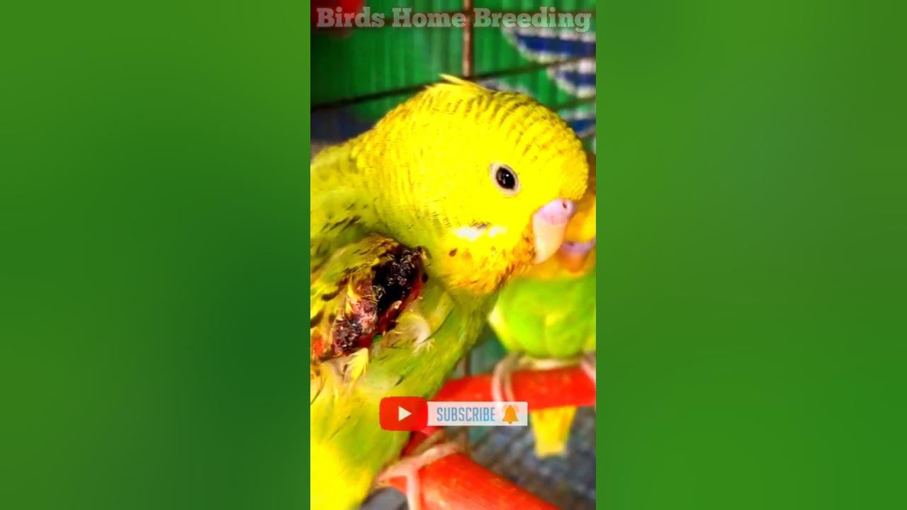 Budgie Injured Wings Cat Attacking In My Budgies Cage Injured budgie-injured-wings-cat-attacking-in-my-budgies-cage-injured