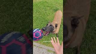 Luppa est tellement stressée par la peur qu on lui prenne son ballon qu'elle n arribe plus #malinois