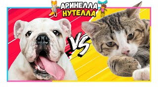 влог: собаки, кошки, попугаи, кролики и акробаты КУДА Я ПОПАЛА??? влог: собаки, кошки, попугаи, кролики и акробаты КУДА Я ПОПАЛА???