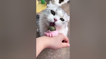 Endless Playtime with Our Catnip Ball Toy!