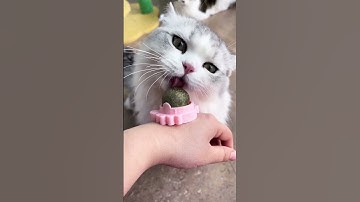 Endless Playtime with Our Catnip Ball Toy!