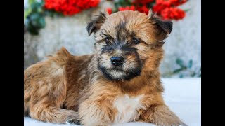 Soft-Coated Wheaten Terrier Puppies for Sale