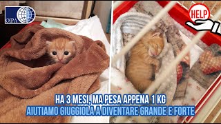 Ha 3 Mesi, Ma Pesa Appena 1 Kg Aiutiamo Giuggiola A Diventare Grande E Forte