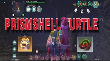 tame PRISMSHELL TURTLE 🐢🐢🐢🐢🐢 UTOPIA ORIGIN - TAMIL