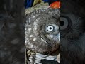 هي البوما بتاكل ايه هي البوما بتاكل ايه