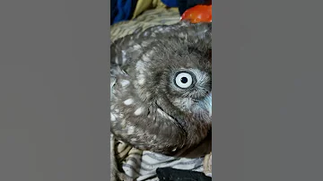 هي البوما بتاكل ايه 