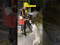 Fun with Stray dogs While having a chai at Chennai