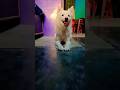 my dog video 📸📸🤟🤟🤟🤟🤟🤟🤟🤟#dog #pomeranian