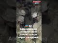 🇦🇿 ВС Азербайджана чествует своих павших солдат перед операцией