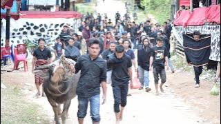 Rambu Solo' | Simbuang-Mappak, Toraja | Prosesi Pemakaman Alm. Veronika Leppan di Saruran. | Part 1