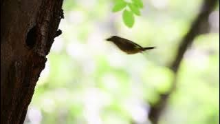 BURUNG SIKATAN EMAS - Ini dia sarang burung sikatan emas