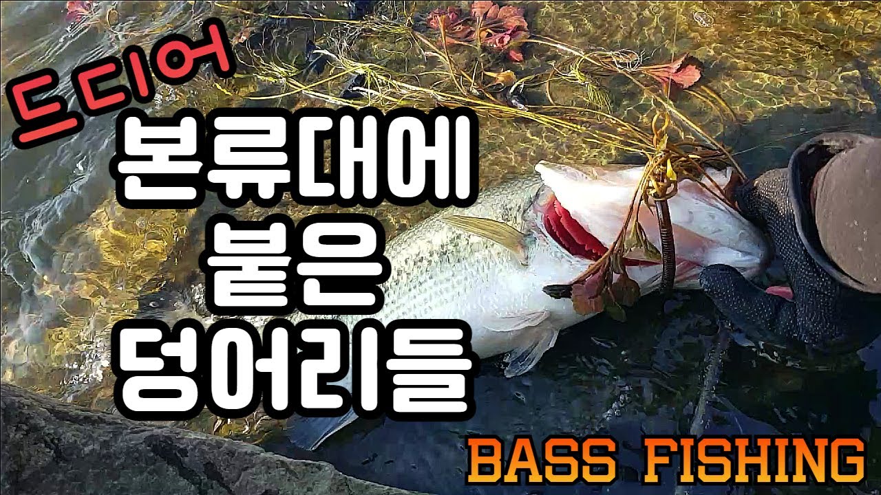 드디어 본류대에 붙은 덩어리들/아산호 배스낚시 Bass fishing/드롭샷이 필요한 때