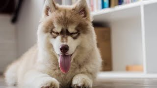 Top 5 dogs that sheds more