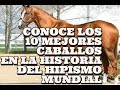 Los 10 caballos mas espectaculares de la historia hipica mundial top 10 the best horses in history