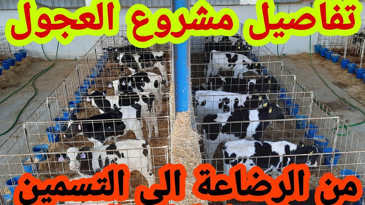 دراسة جدوى مشروع تربية العجول من الالف الى الياء