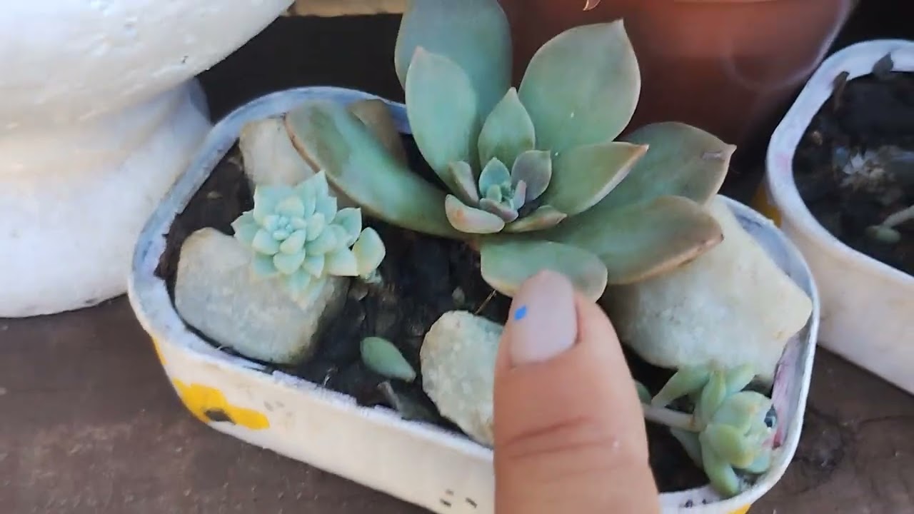 Desânimo no cultivo de suculentas no verão,perdas mais bola pra frente vamos cultiva as resistente 