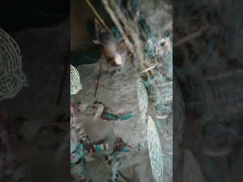 Video #51: The