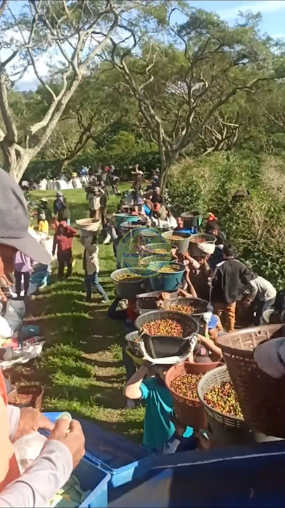 Coffee pickers in Brazil