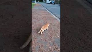 #cat #gingercat #blackforest