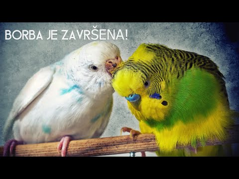 Video: Prenose li papagaji bolesti?