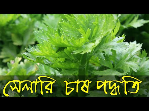 ভিডিও: সেলারিতে কি বীজ আছে?