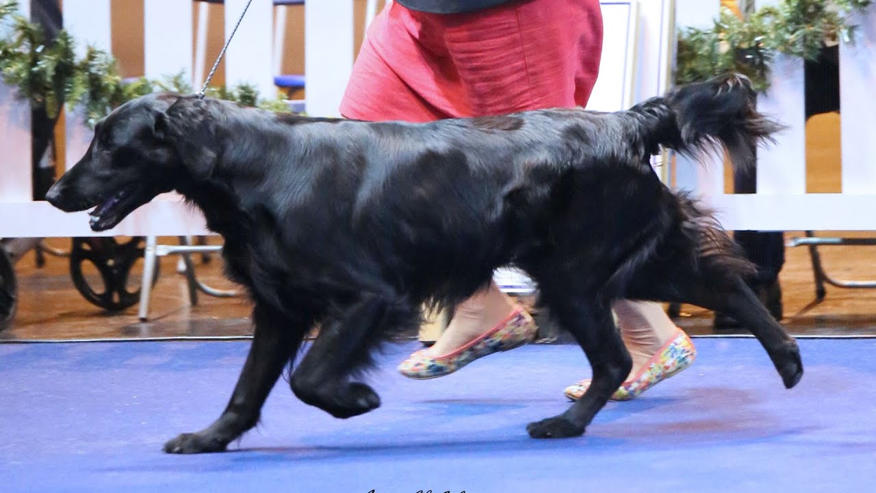 Ladies Kennel Association 2015 - Gundog group gun dog supply canada