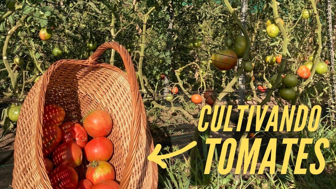 El Tomate de Inicio a Fin: Cómo lo Hemos Hecho?