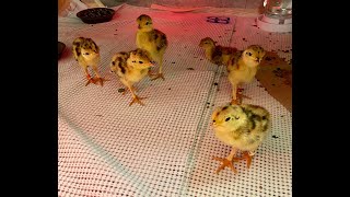 May 15 - Attwater's Prairie Chickens