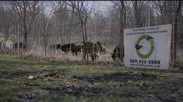 Goats brought in to New Brighton to control invasive buckthorn