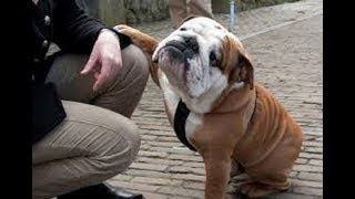ブルドッグ 天然なブルドッグがとてもかわいい Funny Bulldog 面白い Youtube