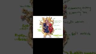 EASY DIY 3D HEART MODEL ✨ | Science Fair &amp; Exhibition Idea ❤️