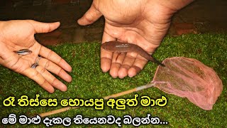 ලංකාවෙ ඉන්න කනයි මාළු! | Catching Sri Lankan snakeheads!