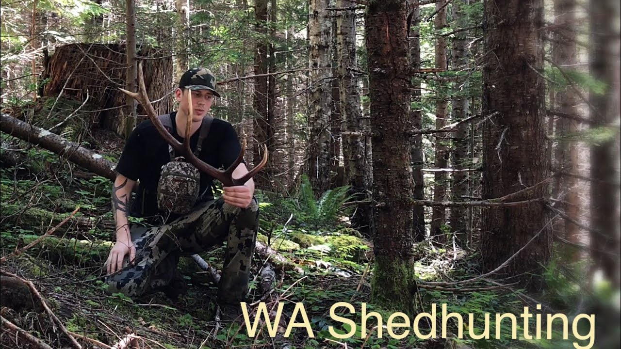 Washington State Shed Hunting • Roosevelt Elk Sheds• YouTube